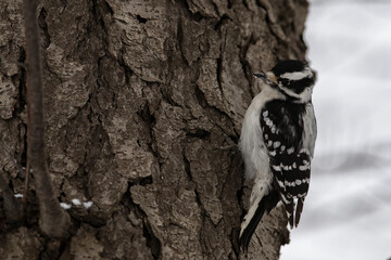 Downy Woodpecker perched on a tree