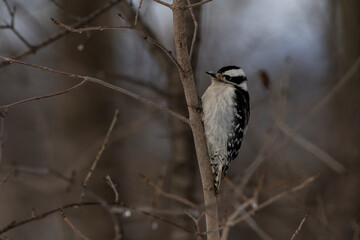 Downy Woodpecker perched on branch