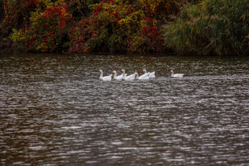 Ducks on the lake in a bright park