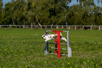 Fototapeta na wymiar lovely little bunny rabbit jumping over the obstacles during the jumping bunny race, Symbol of new year 2023, copy space