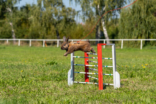 adorable brown tiny little bunny rabbit jumping over the obstacle during kaninhop training, Symbol of new year 2023, copy space