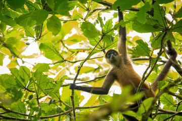 Fototapeta premium Central American Spider Monkey moves through the trees