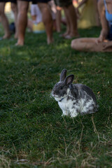 adorable tiny bunny rabbit in the grass