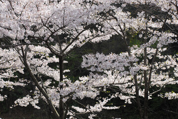 満開の桜　花模様