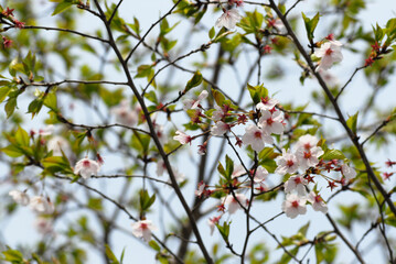 葉桜　花模様