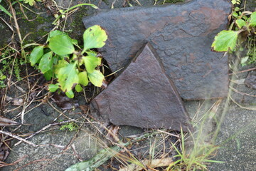 flat stone in the grass