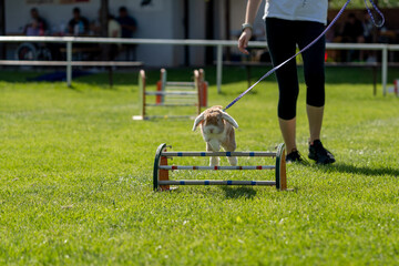 cute little bunny rabbit jumping through the obstacles on the jumping race, green background,...