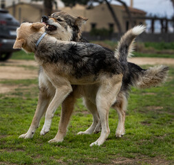 Dog and wolf fighting