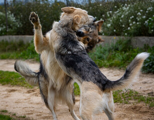 Dog and wolf fighting