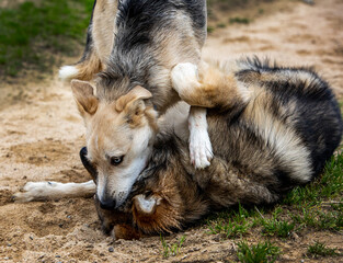 Dog and wolf fighting