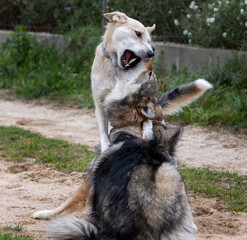 Dog and wolf fighting