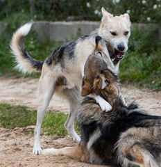 Dog and wolf fighting