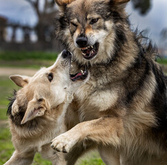 Dog and wolf fighting