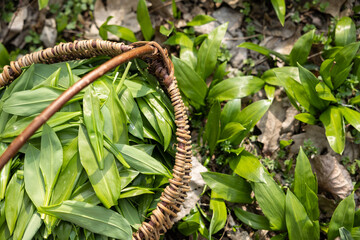 Basket full with frest wild garlic from the forest