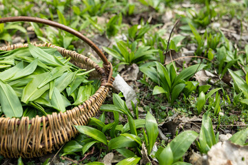 Basket full with frest wild garlic from the forest