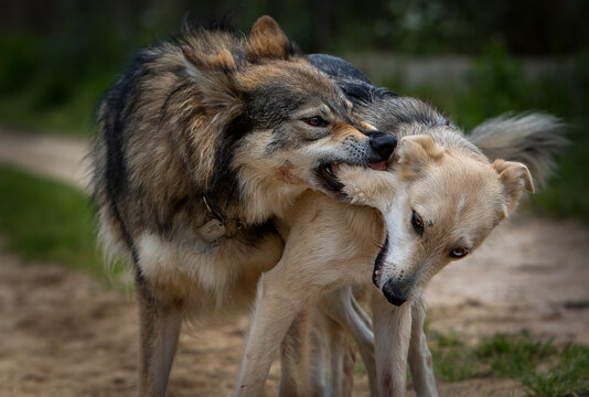 Dog and wolf fighting