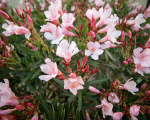 A close up shot of Oleander blooms.