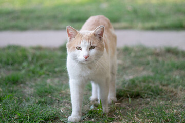Naklejka na ściany i meble An outdoor cat approaches with interest.