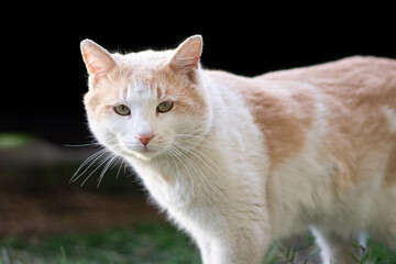 Fototapeta premium An outdoor cat looks with interest.