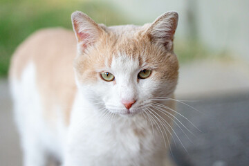 An outdoor cat looks with interest.