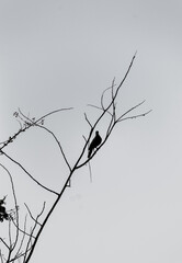 Pajaro