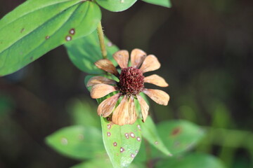 flowers that are getting old and turning brown