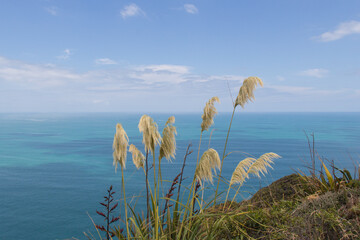 Pampas grass with blue sea on background.