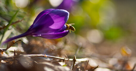 Naklejka premium Krokusy i pszczoła zbierająca pyłek