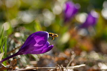 Krokusy i pszczoła zbierająca pyłek