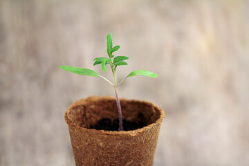 young tomato plant growing in soil
