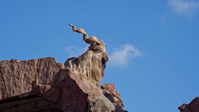 A  smug screw horn goat, in all its beauty