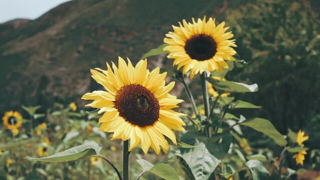 Giraflores con viento. Concepto de Flores y primavera