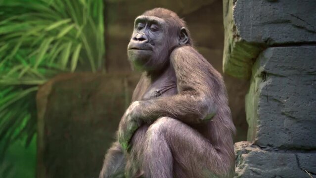 Portrait of a gorilla monkey busy with daily chores