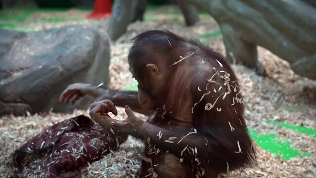 Baby orangutan monkey fights boredom as he can