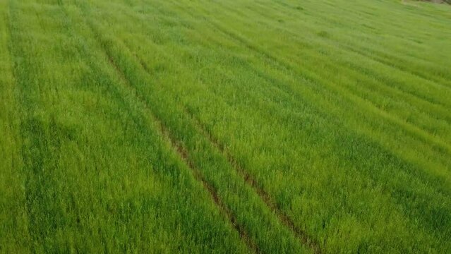 Campos de cebada en un valle verde. Concepto de naturaleza.
