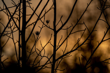 Tree Branches Silhouette