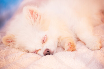 Pomeranian Spitz puppy sleeps on a beige plaid. Cute puppy.