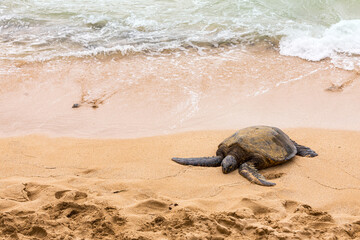 Hawaiian Green Sea Turtle on the Pacific Ocean in Hawaii Beach. Selective focus.