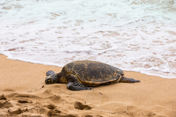 Hawaiian Green Sea Turtle on the Pacific Ocean in Hawaii Beach. Selective focus.