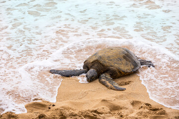 Hawaiian Green Sea Turtle on the Pacific Ocean in Hawaii Beach. Selective focus.