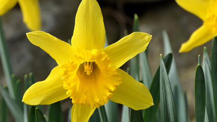Lovely Bunch of Beautiful Yellow Daffodils growing in walled