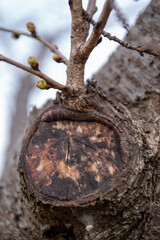 桜の蕾・枝の切り痕