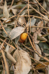木の実　枯れ草