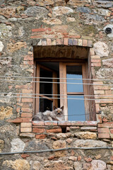 Inside old town walls in medieval fortress town on hilltop Monteriggione in Tuscany, Italy, cat at window