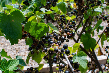 Royal de Naples old variety of black currant berries using for making sweet cassis liqueur in Burgundy, France