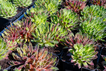 Variety of sempervivum succulent plants for garden landscape design