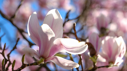 Fototapeta premium pink flowers blossom