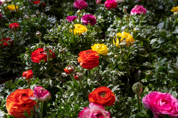 Colorful spring ranunculus flowers in pots for sale in garden shop