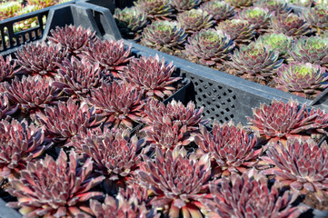 Fototapeta premium Variety of sempervivum succulent plants for garden landscape design