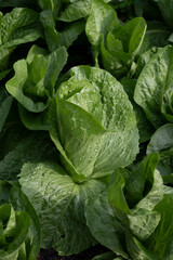 Fototapeta na wymiar Healthy food, green leaf lettuce salad growing in eco garden